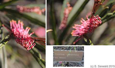 BotanicGardens20150808 145445