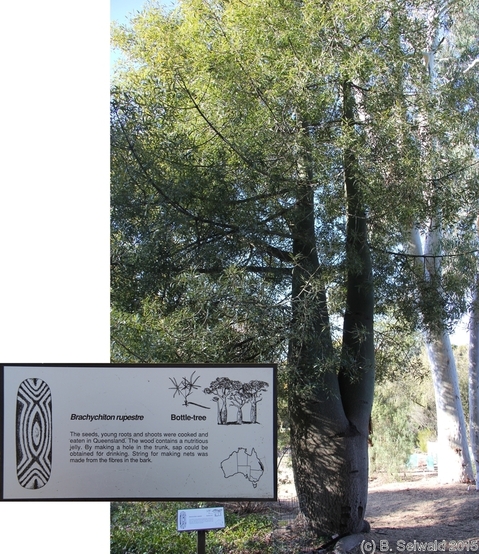 BotanicGardens20150808 145622