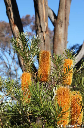 BotanicGardens20150808 150534