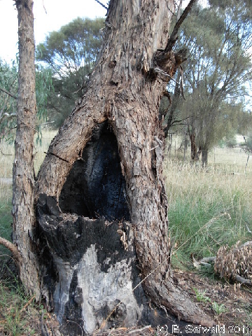Canberra 20110312 060240