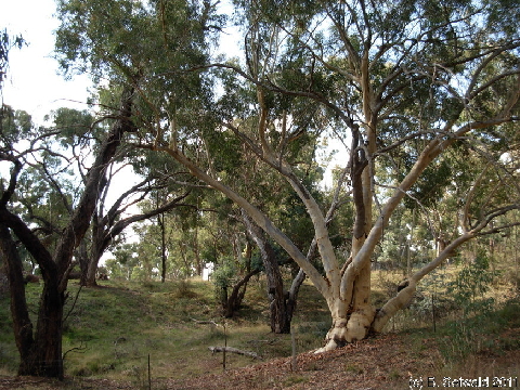 Canberra 20110312 060336