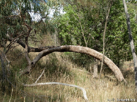 Canberra 20110312 060636