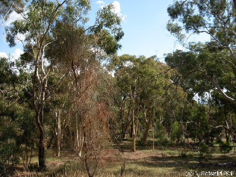 Canberra 20110312 060741