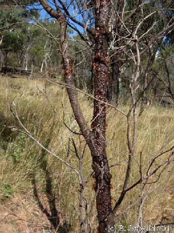 Canberra 20110312 061413
