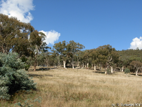 Canberra 20110312 063214