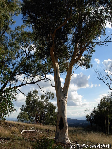 Canberra 20110312 071439
