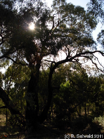 Canberra 20110312 072416
