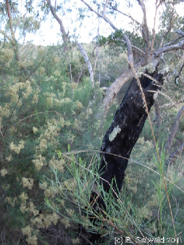 Canberra 20110312 074200