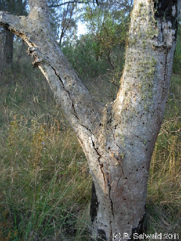 Canberra 20110312 074709