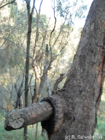 Canberra 20110312 183604