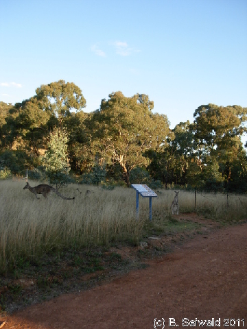 Canberra 20110312 185128