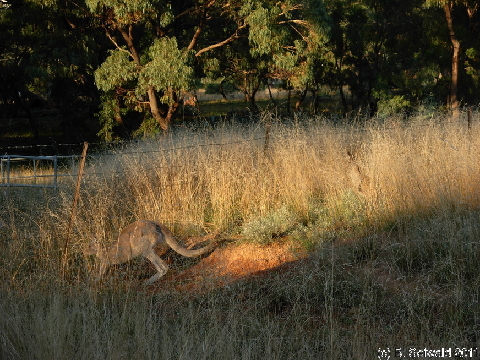 Canberra 20110312 185251