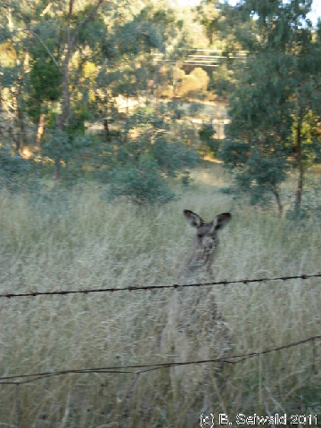 Canberra 20110312 185415