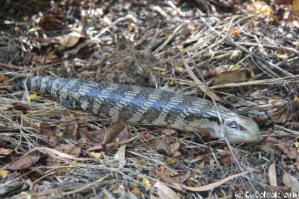 CM20130317 145818