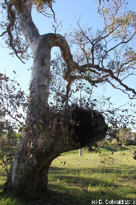 Canberra20150125 181539