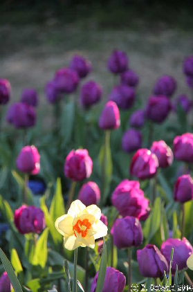 Floriade20140928 161845