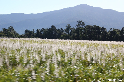 ATHERTONTABLELANDS20110725 085823