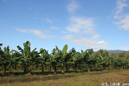 ATHERTONTABLELANDS20110725 093358
