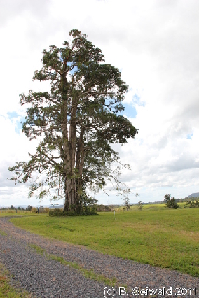 ATHERTONTABLELANDS20110725 111540