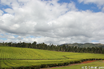 ATHERTONTABLELANDS20110725 111855