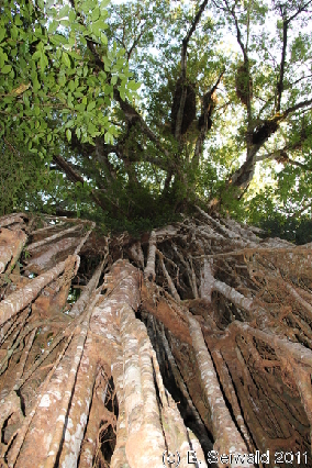 ATHERTONTABLELANDS20110725 172917