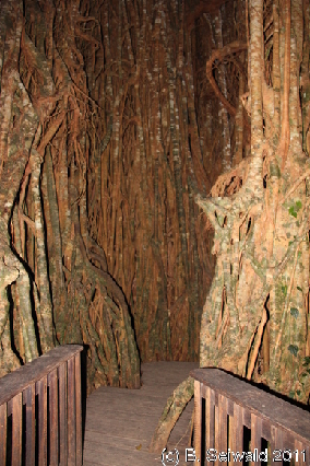 ATHERTONTABLELANDS20110725 173217