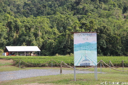 CAPETRIBULATION20110721 094732