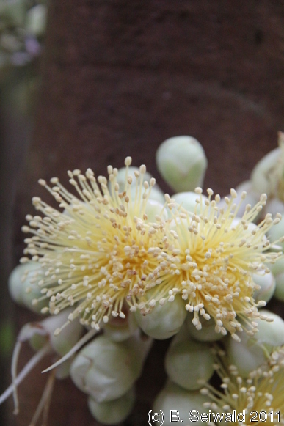 CAPETRIBULATION20110721 102508