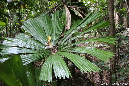 CAPETRIBULATION20110721 103554