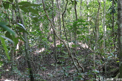 CAPETRIBULATION20110721 111728