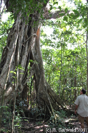 CAPETRIBULATION20110721 111736