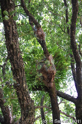 CAPETRIBULATION20110721 112156