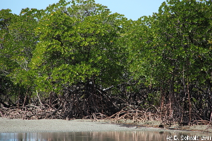 CAPETRIBULATION20110721 113750