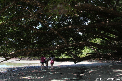 CAPETRIBULATION20110721 113803