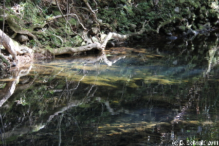 CAPETRIBULATION20110721 115713