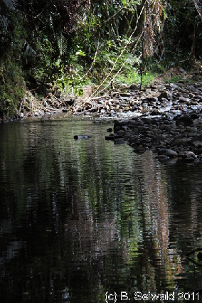 CAPETRIBULATION20110721 115734