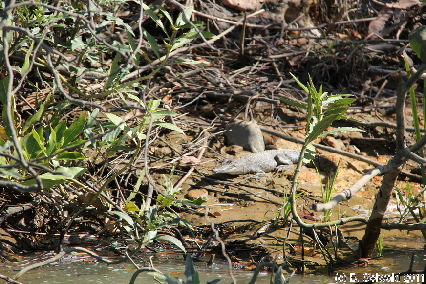 CAPETRIBULATION20110721 144124