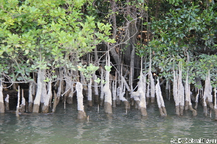 CAPETRIBULATION20110721 144449