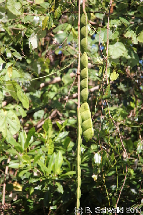 CAPETRIBULATION20110721 145710