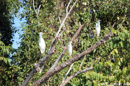 CAPETRIBULATION20110721 151637