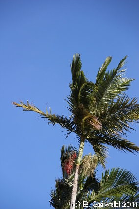 CAPETRIBULATION20110721 152427