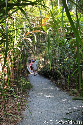 CAPETRIBULATION20110721 153851
