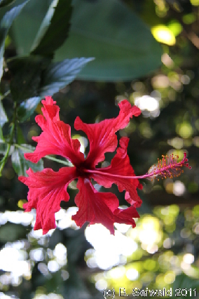 CAPETRIBULATION20110721 154113