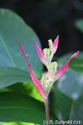 CAPETRIBULATION20110721 154151