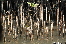 CAPETRIBULATION20110721-150353