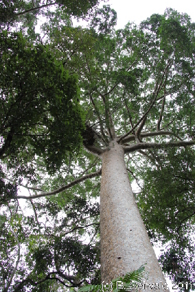 KURANDA20110727 114119