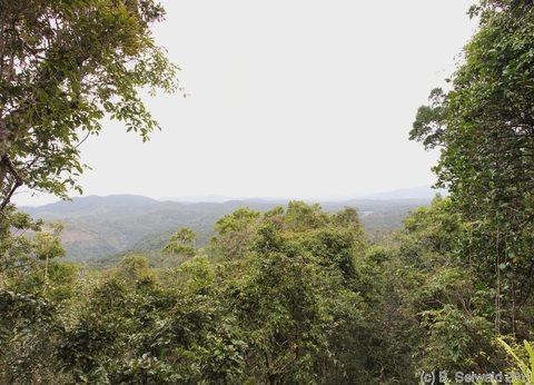 KURANDA20110727 114220