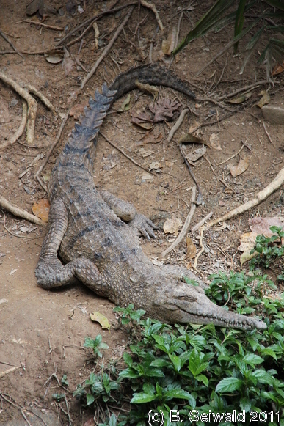 KURANDA20110727 125650