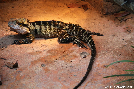 KURANDA20110727 125748