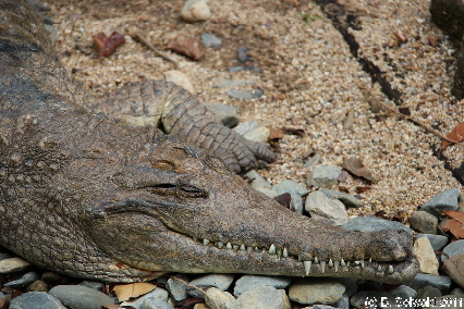 KURANDA20110727 125847